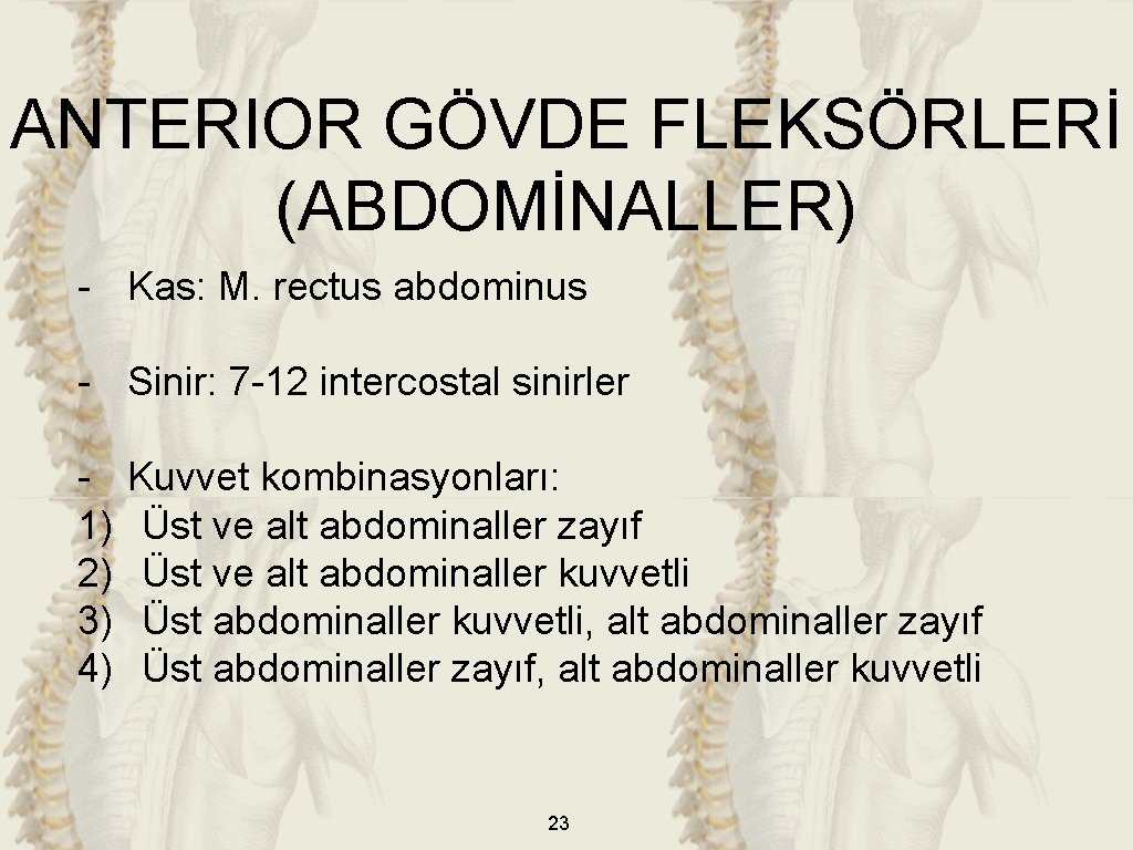ANTERIOR GÖVDE FLEKSÖRLERİ (ABDOMİNALLER) - Kas: M. rectus abdominus - Sinir: 7 -12 intercostal