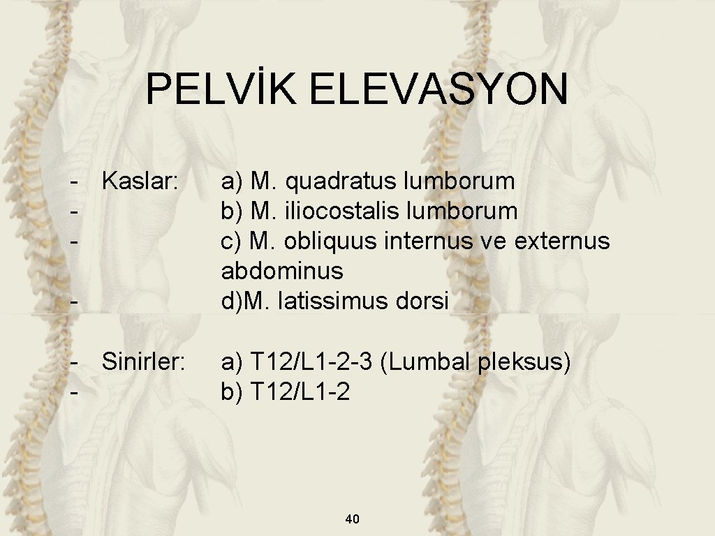 PELVİK ELEVASYON - Kaslar: - a) M. quadratus lumborum b) M. iliocostalis lumborum c)