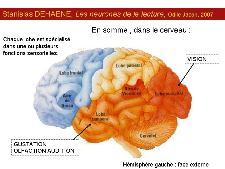 Stanislas DEHAENE, Les neurones de la lecture, Odile Jacob, 2007. En somme , dans