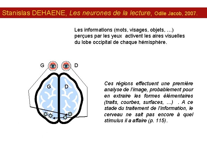 Stanislas DEHAENE, Les neurones de la lecture, Odile Jacob, 2007. Les informations (mots, visages,