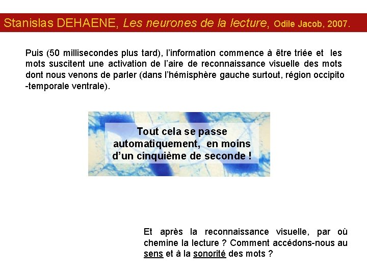 Stanislas DEHAENE, Les neurones de la lecture, Odile Jacob, 2007. Puis (50 millisecondes plus