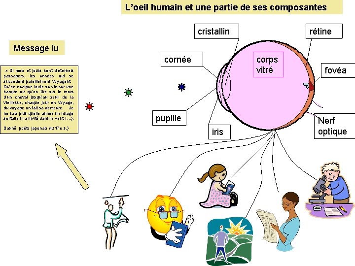 L’oeil humain et une partie de ses composantes cristallin rétine Message lu cornée «