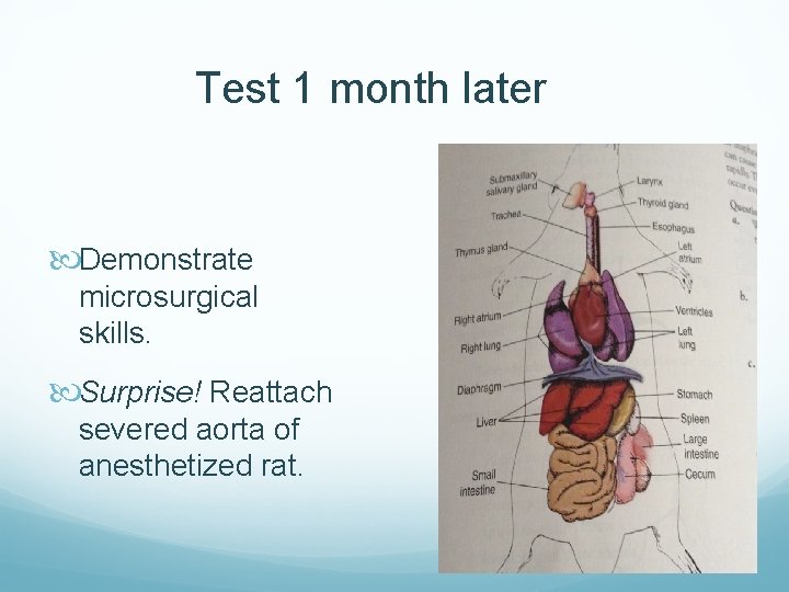Test 1 month later Demonstrate microsurgical skills. Surprise! Reattach severed aorta of anesthetized rat.
