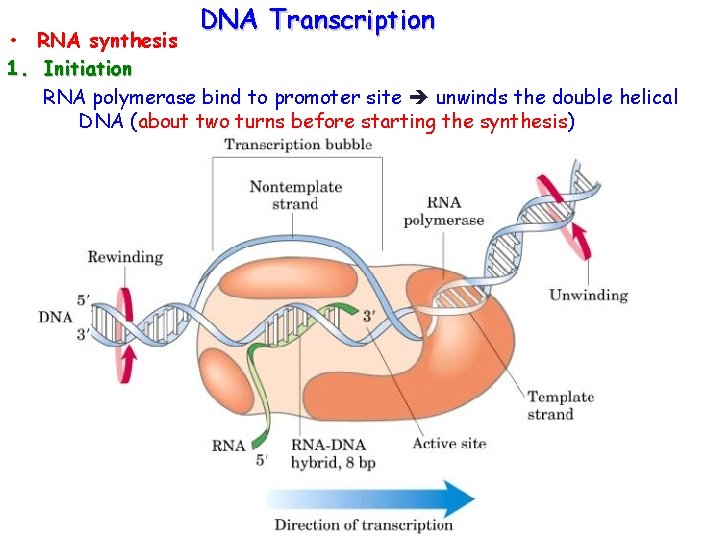 DNA Transcription • RNA synthesis 1. Initiation RNA polymerase bind to promoter site unwinds