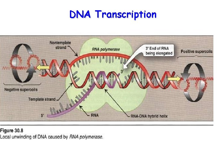 DNA Transcription 