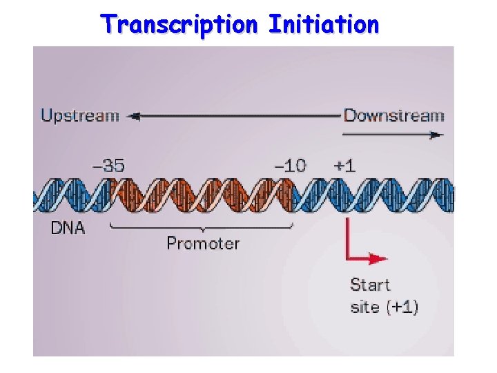 Transcription Initiation 