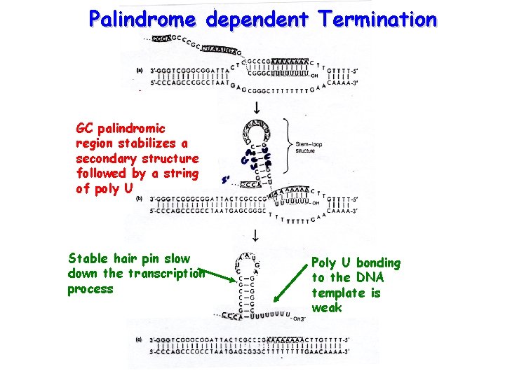 Palindrome dependent Termination GC palindromic region stabilizes a secondary structure followed by a string