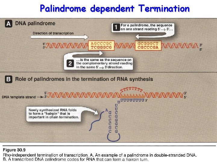 Palindrome dependent Termination 