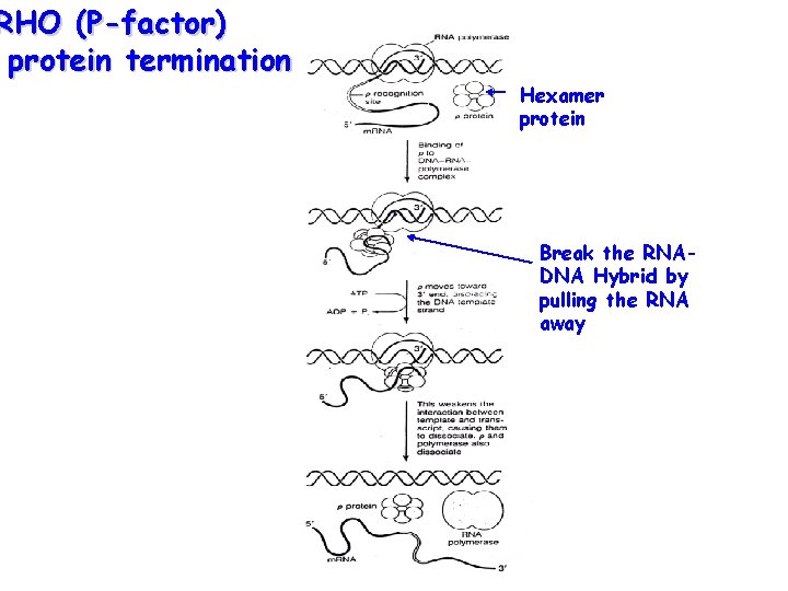 RHO (P-factor) protein termination Hexamer protein Break the RNADNA Hybrid by pulling the RNA