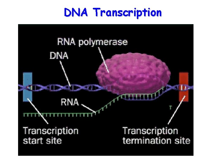 DNA Transcription 