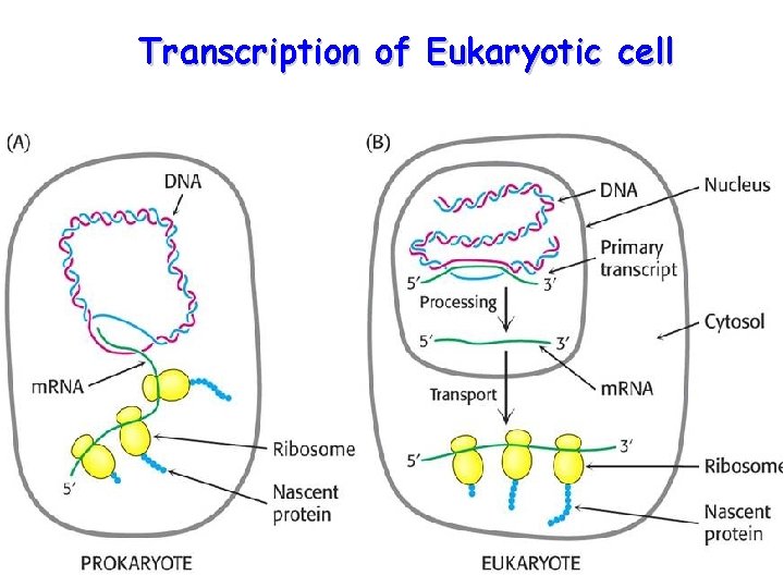 Transcription of Eukaryotic cell 