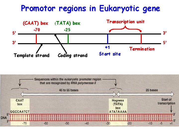 Promotor regions in Eukaryotic gene 5’ (CAAT) box -70 (TATA) box -25 3’ Template