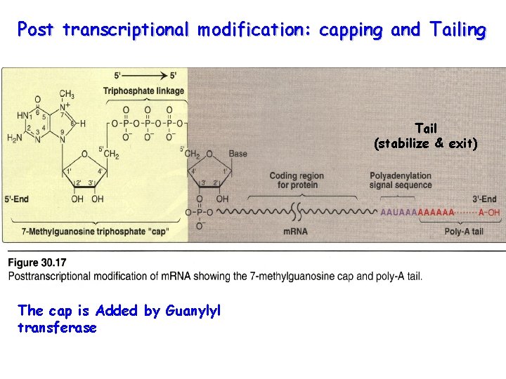 Post transcriptional modification: capping and Tailing Tail (stabilize & exit) The cap is Added