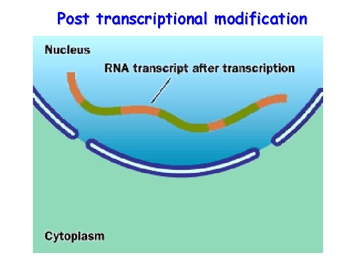 Post transcriptional modification 