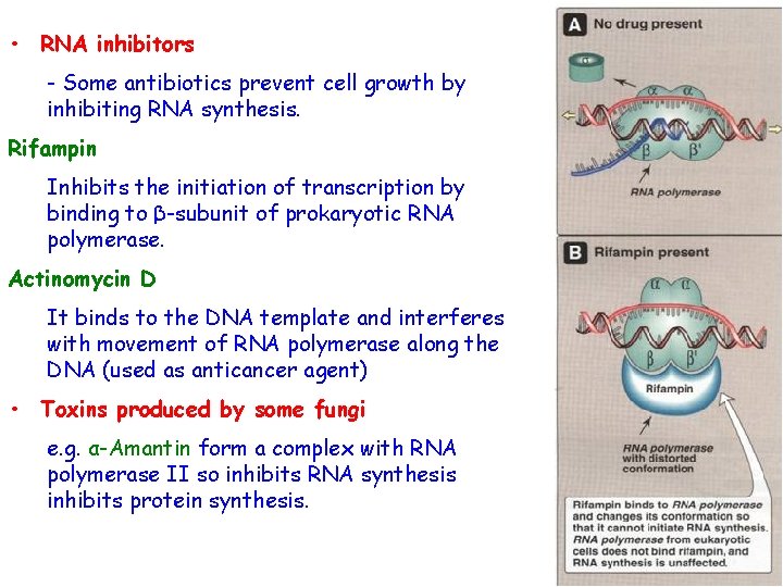  • RNA inhibitors - Some antibiotics prevent cell growth by inhibiting RNA synthesis.