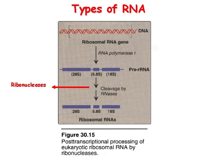 Types of RNA Ribonucleases 