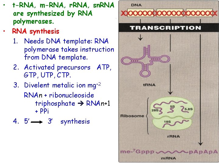  • t-RNA, m-RNA, r. RNA, sn. RNA are synthesized by RNA polymerases. •