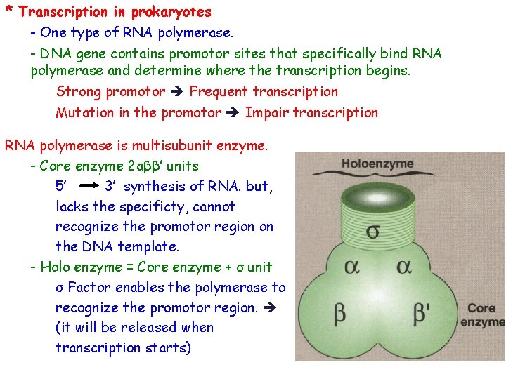 * Transcription in prokaryotes - One type of RNA polymerase. - DNA gene contains