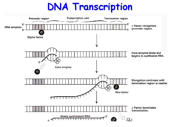 DNA Transcription 