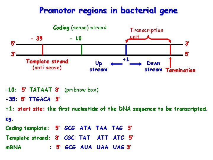 Promotor regions in bacterial gene Coding (sense) strand 5’ 3’ - 35 Transcription unit