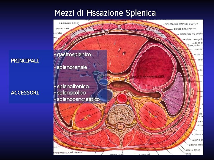 Mezzi di Fissazione Splenica PRINCIPALI ACCESSORI - gastrosplenico - splenorenale - splenofrenico - splenocolico