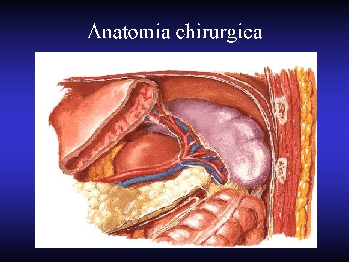 Anatomia chirurgica 