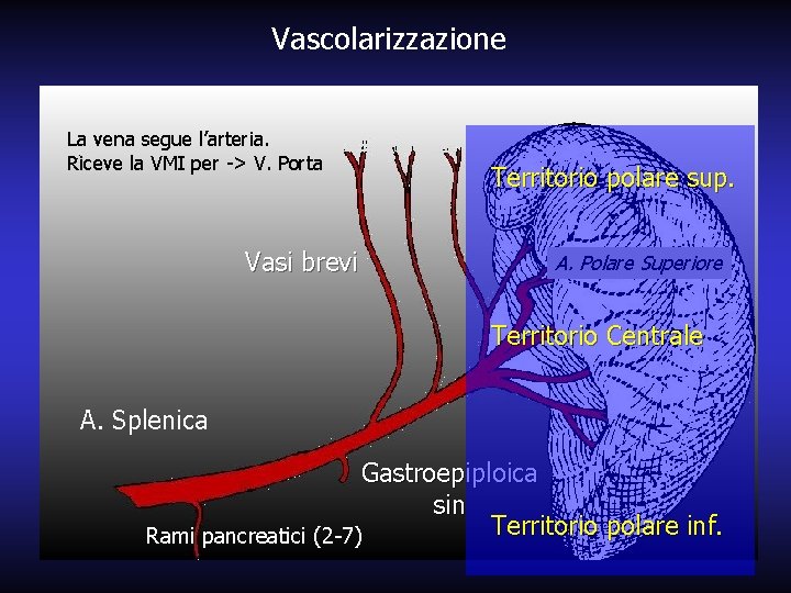 Vascolarizzazione La vena segue l’arteria. Riceve la VMI per -> V. Porta Vasi brevi