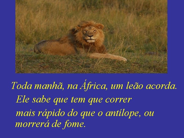 Toda manhã, na África, um leão acorda. Ele sabe que tem que correr mais