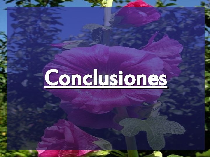 Conclusiones 