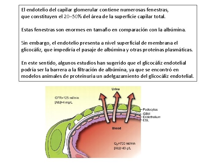 El endotelio del capilar glomerular contiene numerosas fenestras, que constituyen el 20– 50% del