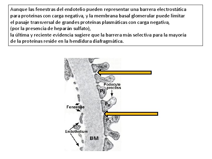 Aunque las fenestras del endotelio pueden representar una barrera electrostática para proteínas con carga