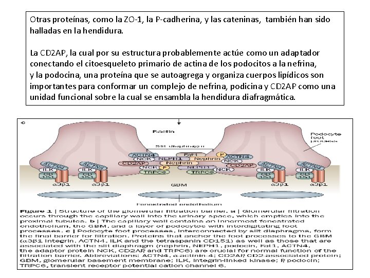 Otras proteínas, como la ZO-1, la P-cadherina, y las cateninas, también han sido halladas