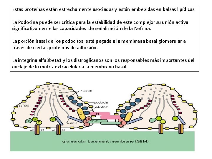 Estas proteínas están estrechamente asociadas y están embebidas en balsas lipídicas. La Podocina puede