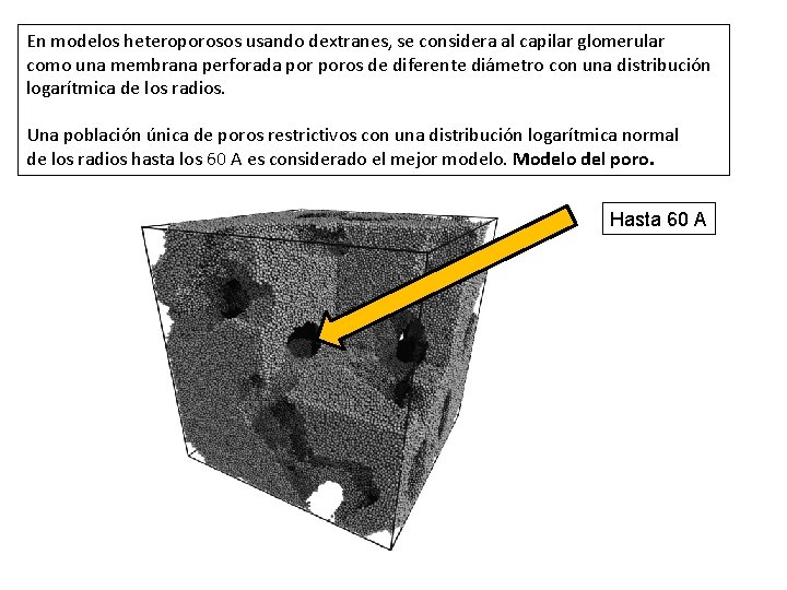 En modelos heteroporosos usando dextranes, se considera al capilar glomerular como una membrana perforada