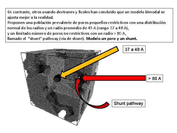 En contraste, otros usando dextranes y ficoles han concluido que un modelo bimodal se