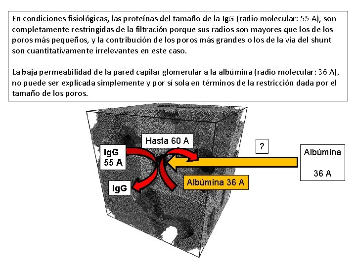 En condiciones fisiológicas, las proteínas del tamaño de la Ig. G (radio molecular: 55