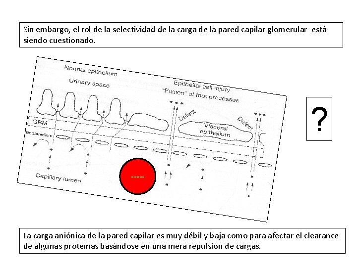 Sin embargo, el rol de la selectividad de la carga de la pared capilar