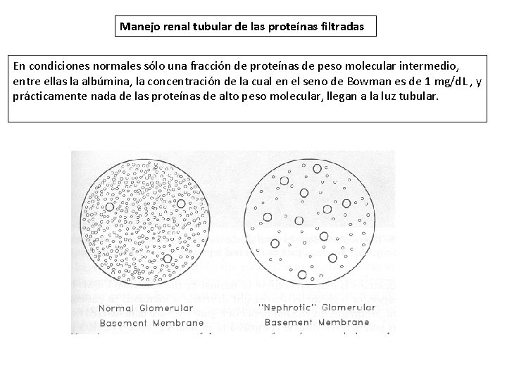 Manejo renal tubular de las proteínas filtradas En condiciones normales sólo una fracción de