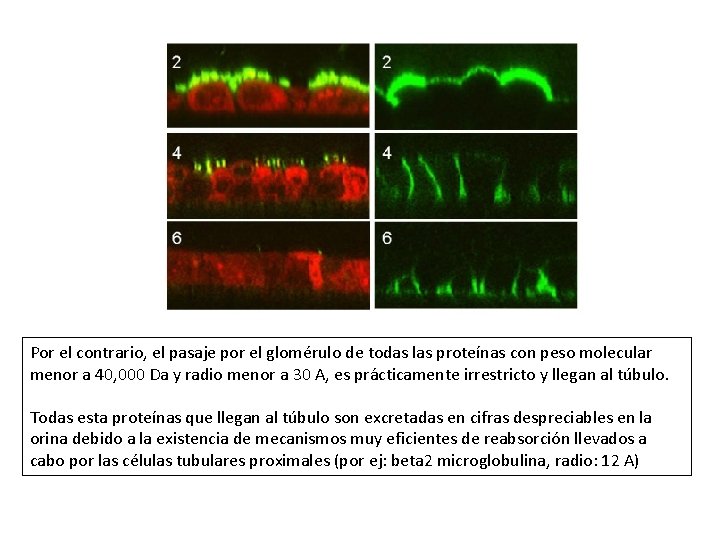 Por el contrario, el pasaje por el glomérulo de todas las proteínas con peso