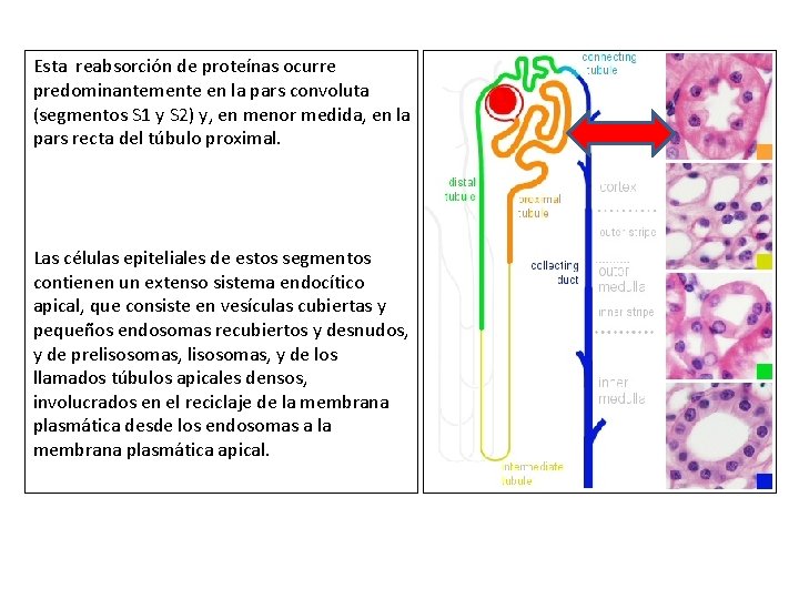 Esta reabsorción de proteínas ocurre predominantemente en la pars convoluta (segmentos S 1 y