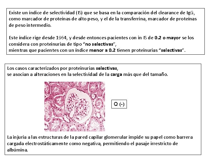 Existe un índice de selectividad (IS) que se basa en la comparación del clearance