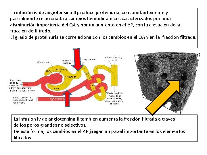 La infusión iv de angiotensina II produce proteinuria, concomitantemente y parcialmente relacionada a cambios