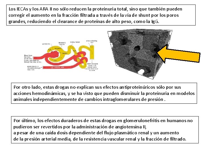 Los IECAs y los ARA II no sólo reducen la proteinuria total, sino que