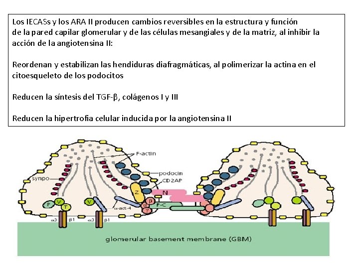 Los IECASs y los ARA II producen cambios reversibles en la estructura y función