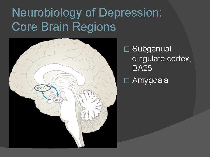 Neurobiology of Depression: Core Brain Regions Subgenual cingulate cortex, BA 25 � Amygdala � Neurobiology of Depression: Core Brain Regions Subgenual cingulate cortex, BA 25 � Amygdala �