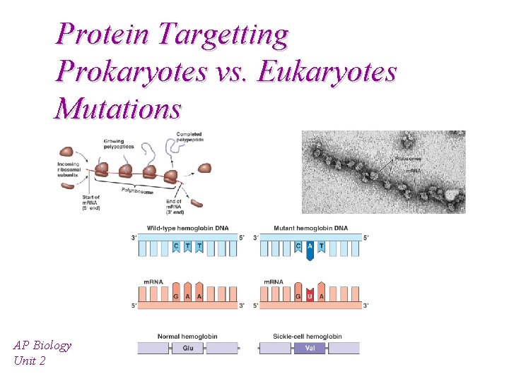 Protein Targetting Prokaryotes vs. Eukaryotes Mutations AP Biology Unit 2 