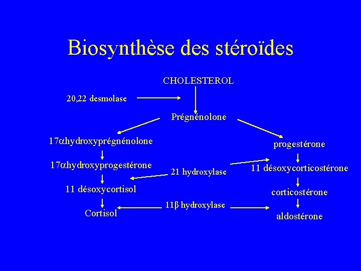 Biosynthèse des stéroïdes CHOLESTEROL 20, 22 desmolase Prégnénolone 17 hydroxyprogestérone 21 hydroxylase 11 désoxycortisol