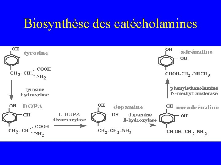 Biosynthèse des catécholamines 