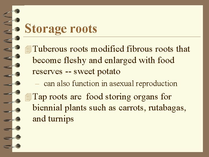 Storage roots 4 Tuberous roots modified fibrous roots that become fleshy and enlarged with