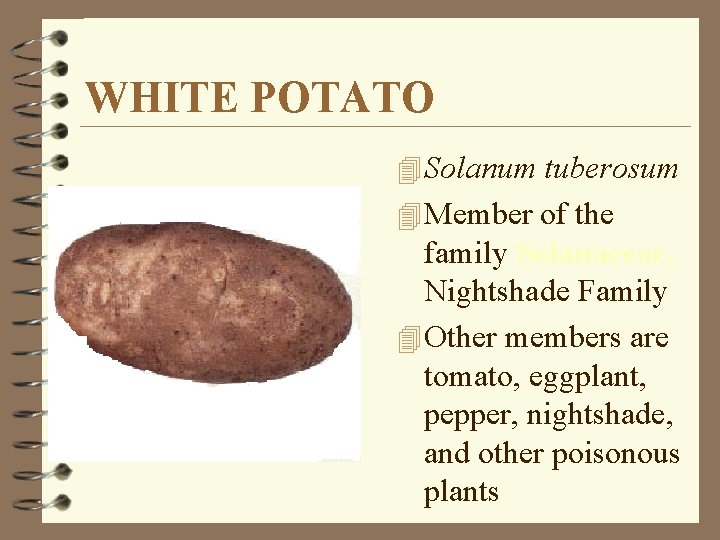 WHITE POTATO 4 Solanum tuberosum 4 Member of the family Solanaceae, Nightshade Family 4